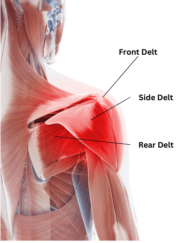 Shoulders Anatomy