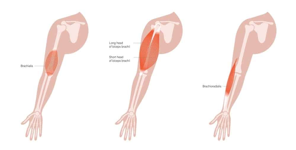 Biceps Anatomy